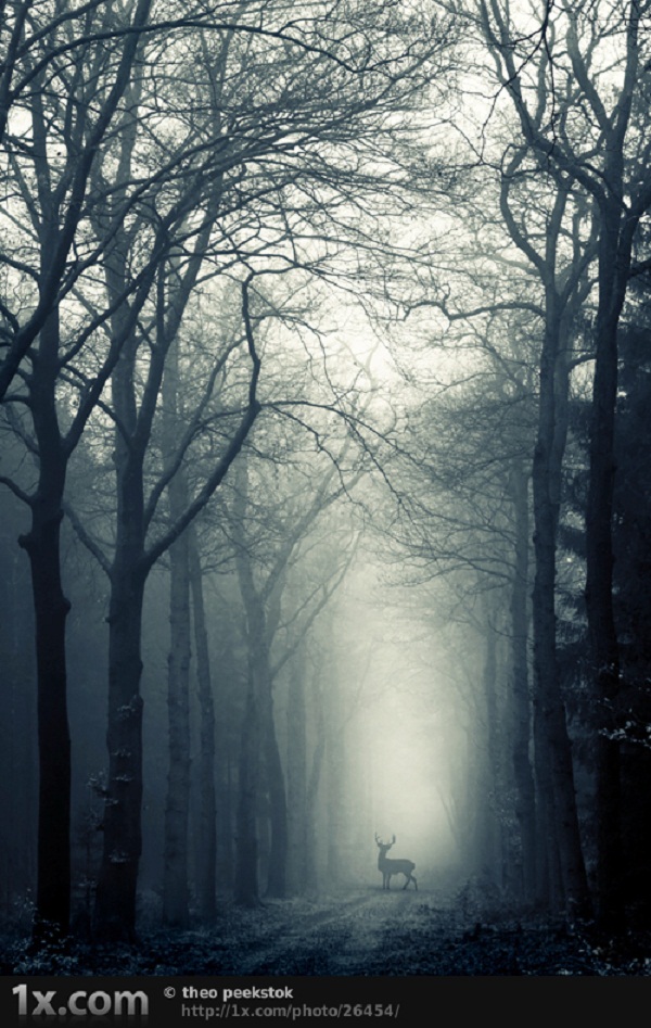 A MistyMorning By Theo Peekstok.jpg