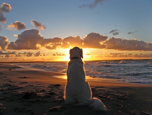 My Golden enjoys a Beautiful Sunset By Ingrid 0804.jpg
