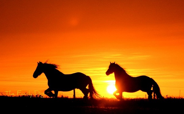 Sunset Horse Latitudes By The Family Dog.jpg