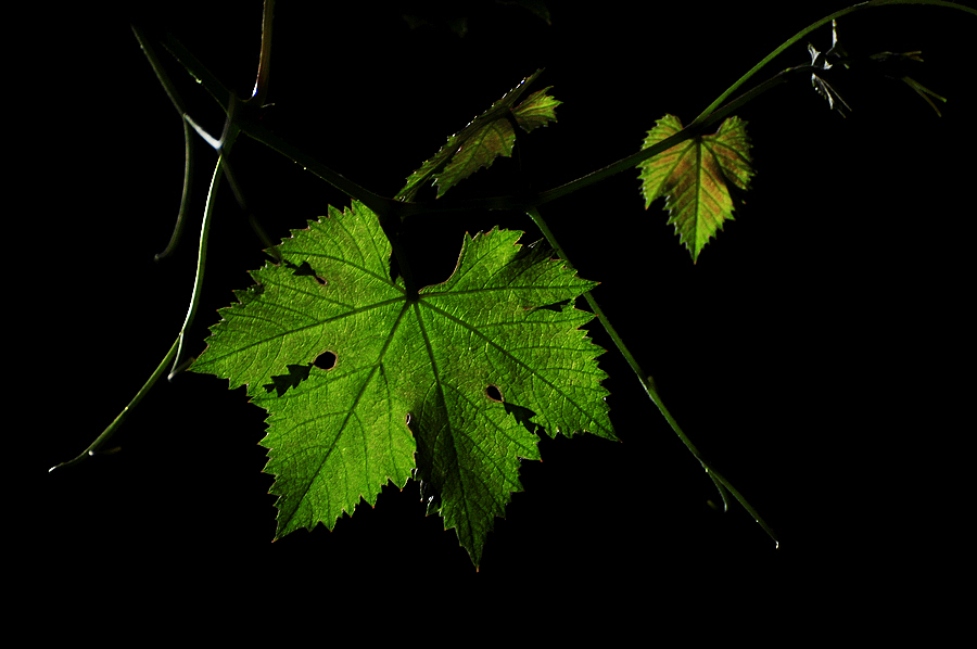 DSC_6921.JPG
