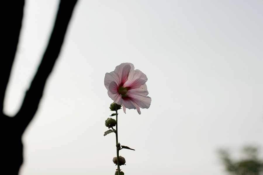 0728 小刘，湿地。16.JPG