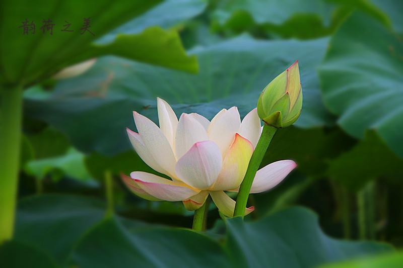 荷韵 006_副本.jpg