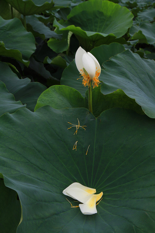 荷韵 021_副本.jpg