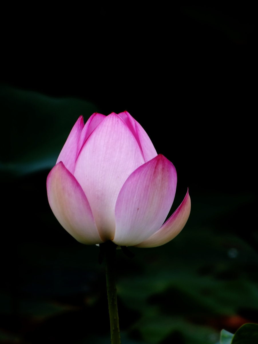 DSCF9239.JPG