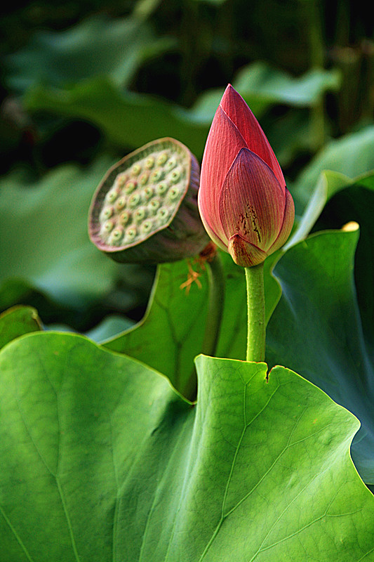 户县 012_副本.jpg