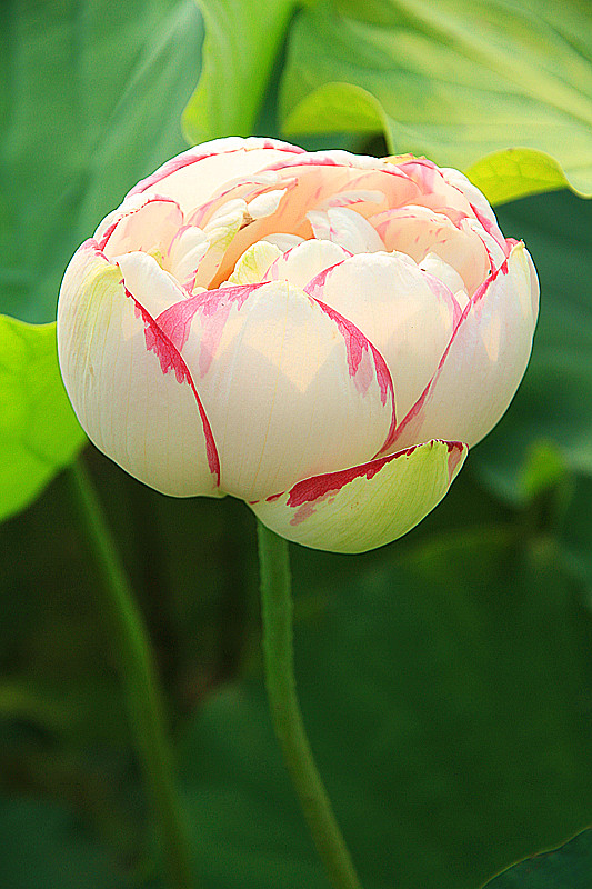 户县 015_副本.jpg