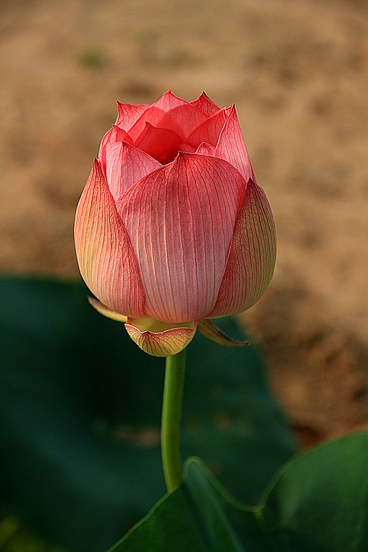 户县 055_副本.jpg