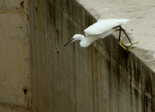 DSC06456.JPG