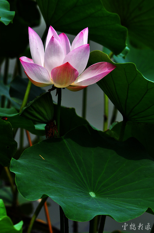 DSC_1636.jpg