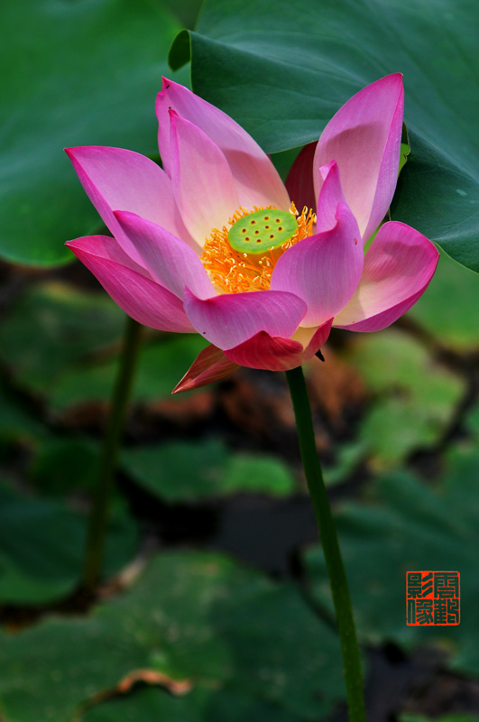 DSC_1669.jpg
