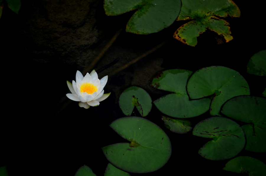 DSC_3326.JPG