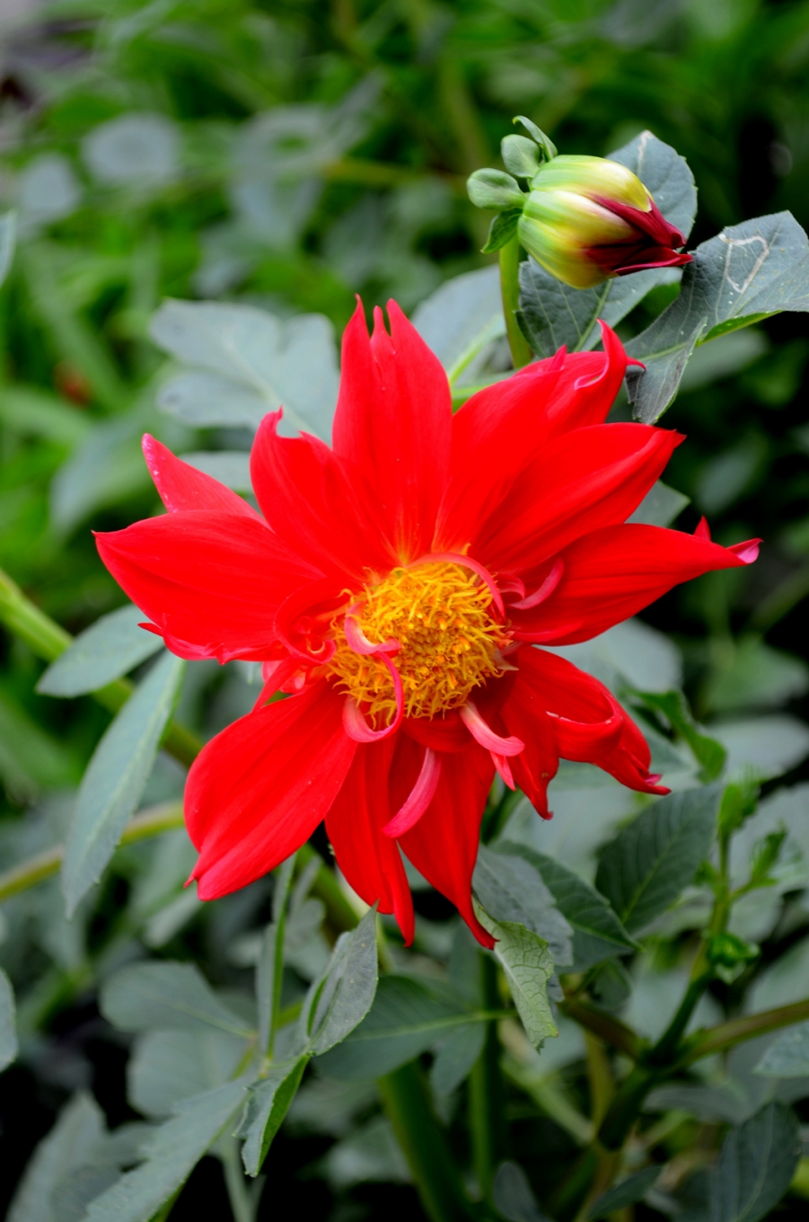 DSC_3345.JPG