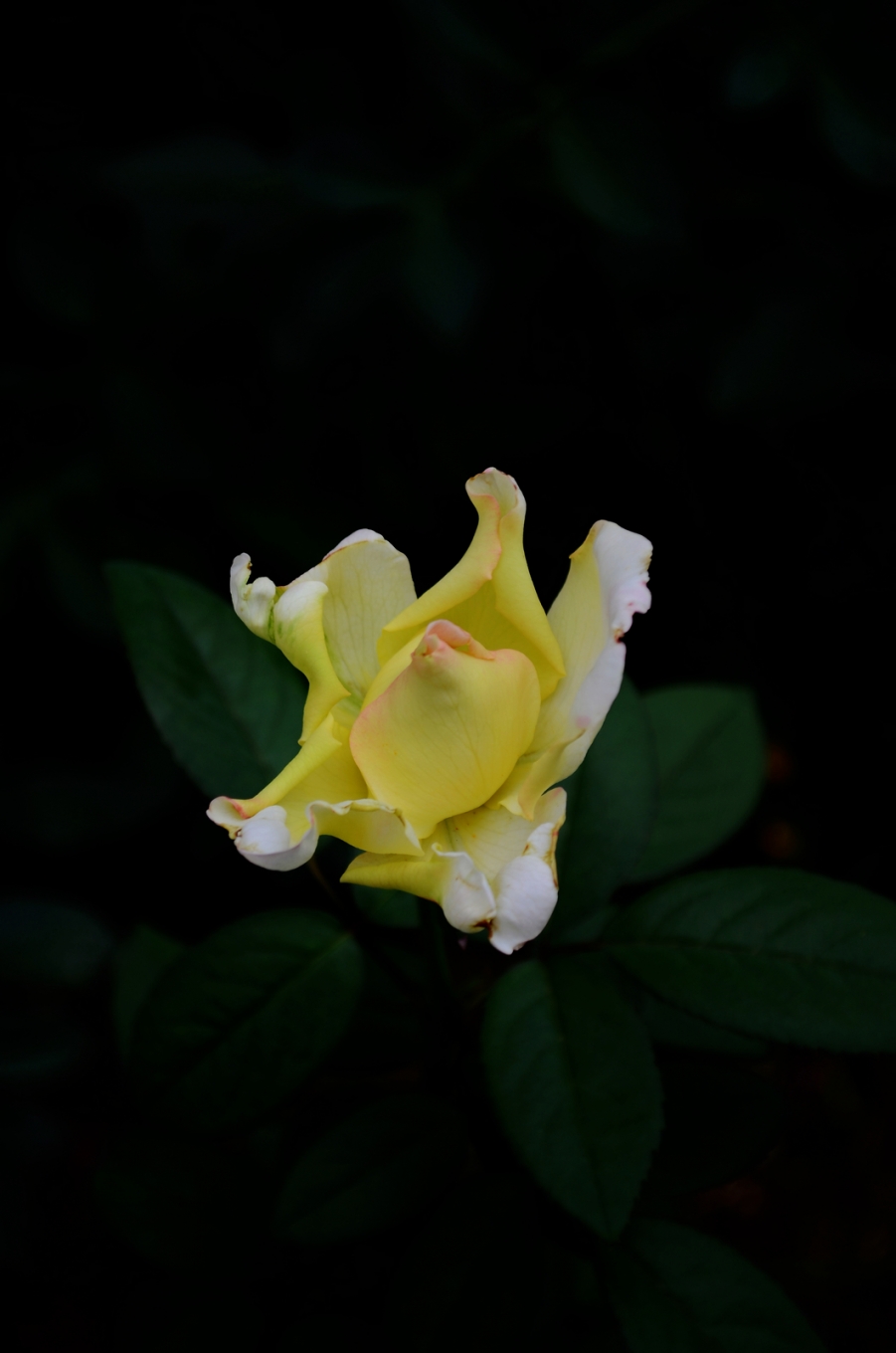 DSC_3344.JPG