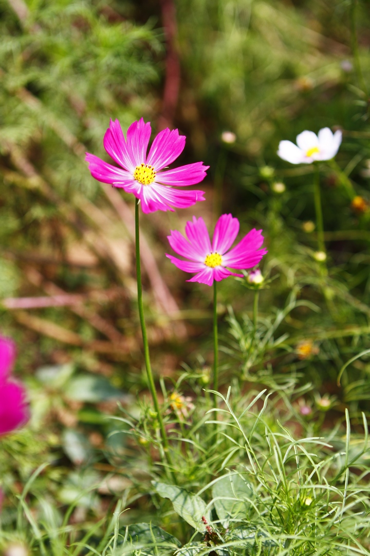 _MG_9376.JPG