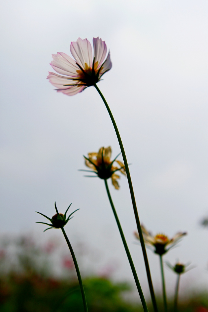 _MG_9379.JPG
