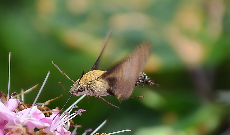 DSC_0387 复制.jpg