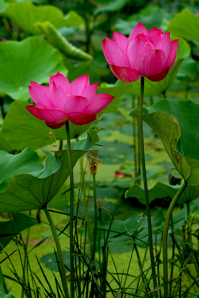 荷花. (45).jpg