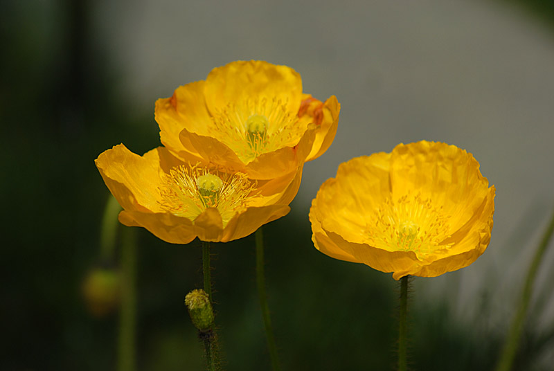 DSC_0405s.jpg