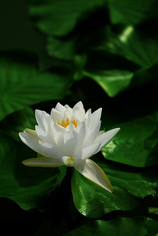 睡莲 (8).jpg