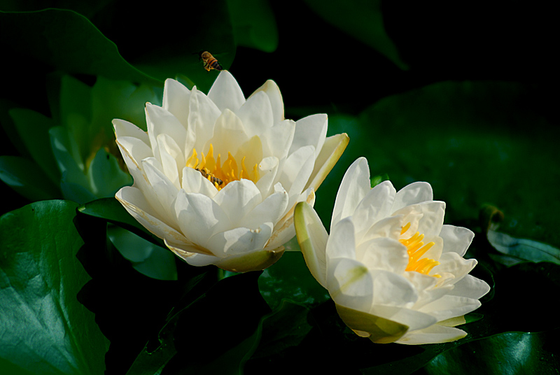 睡莲 (10).jpg