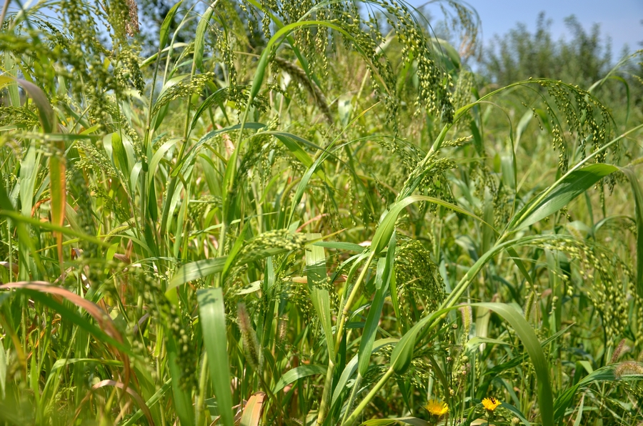 DSC_0620.jpg