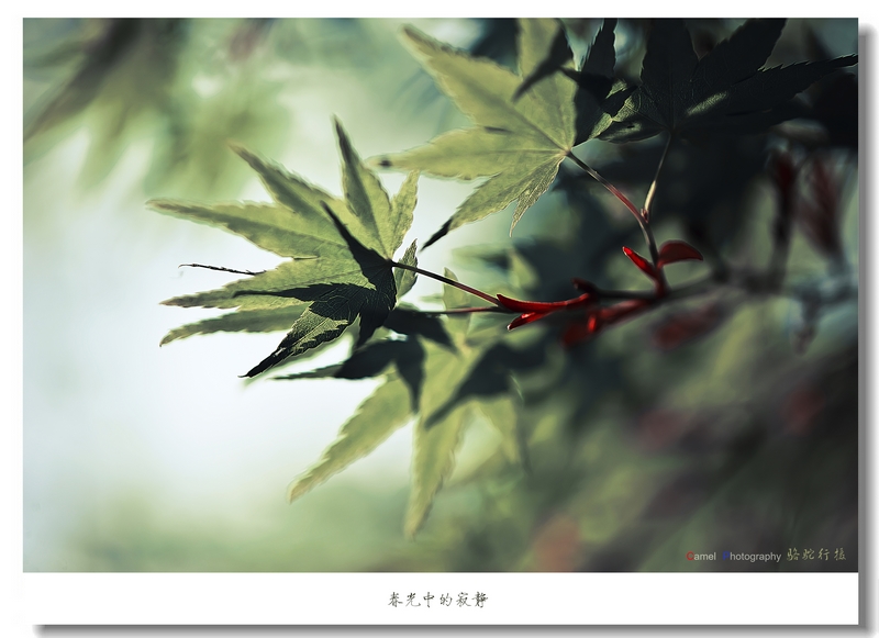 nEO_IMG_DSC_2096.jpg