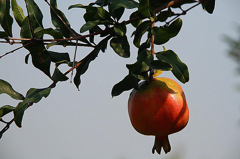 石榴 012_副本.jpg