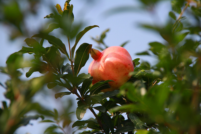 石榴 017_副本.jpg