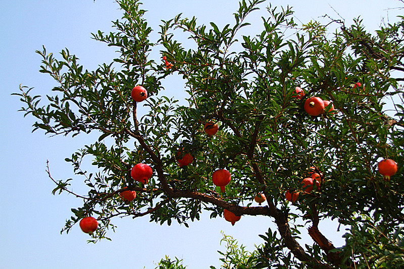 石榴 028_副本.jpg