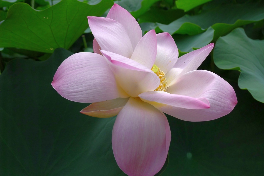 花草 (6).JPG