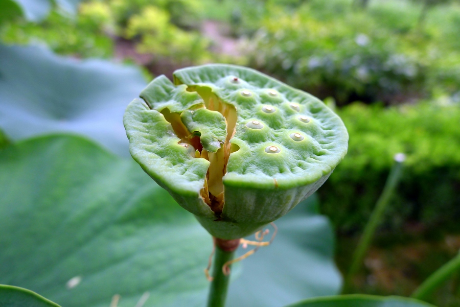 花草 (7).JPG