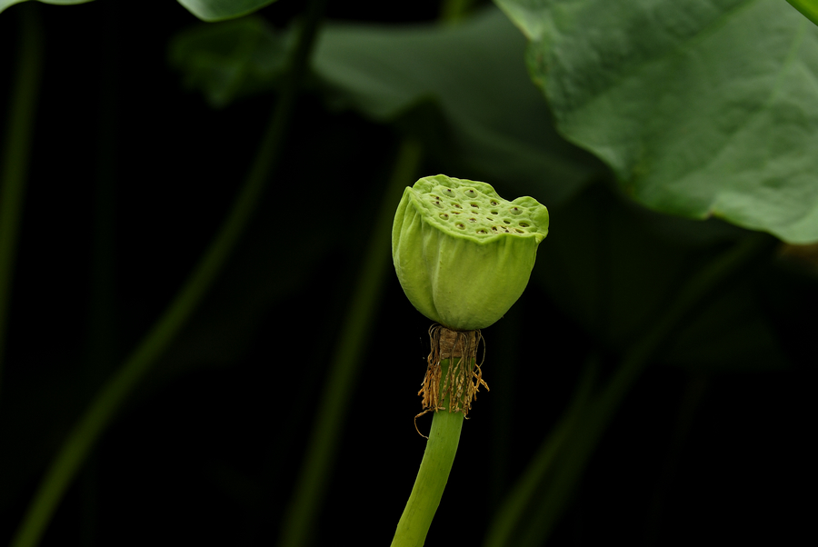 _DSC0003.jpg