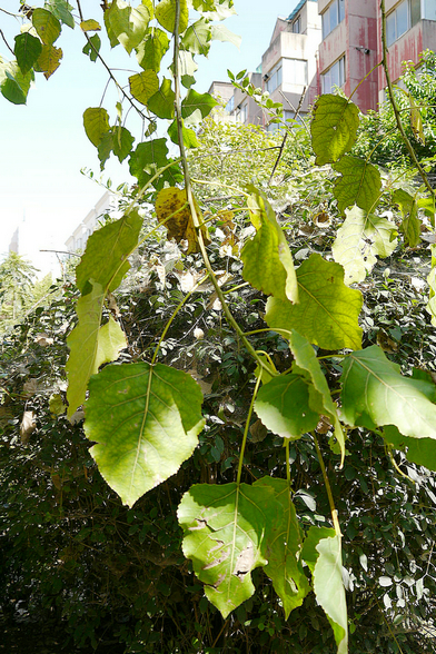 P1010020.jpg