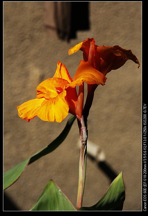 nEO_IMG__MG_3959.jpg