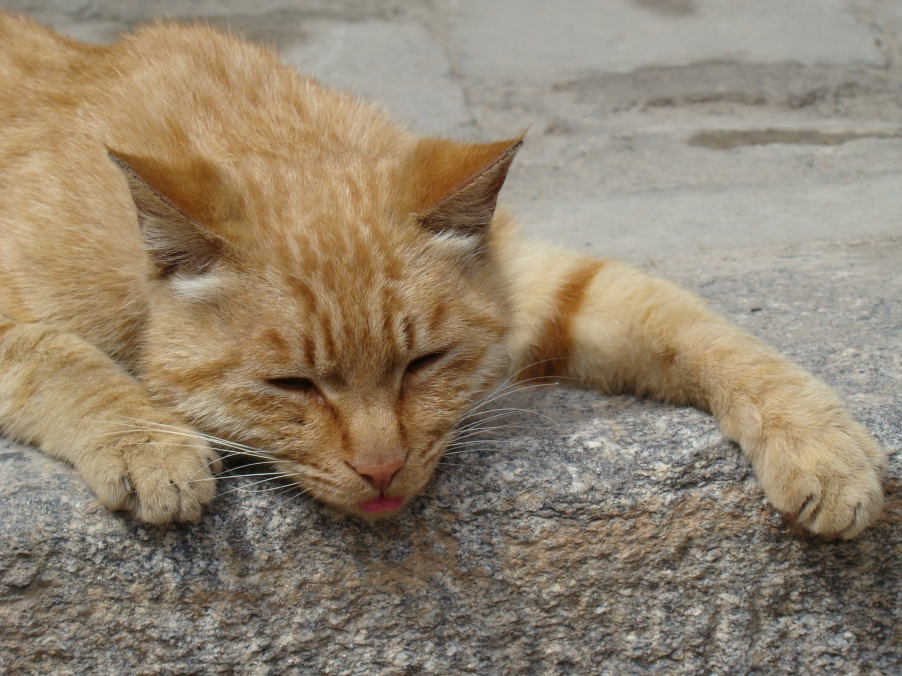 班禅行宫内的萌猫 两只