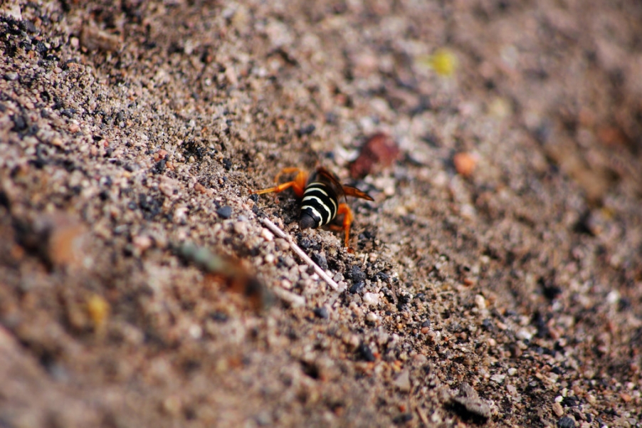 IMGP7491.jpg