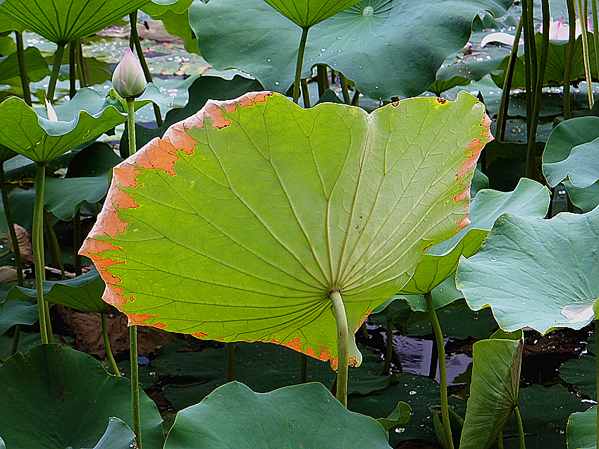 DSCF5928_副本.jpg