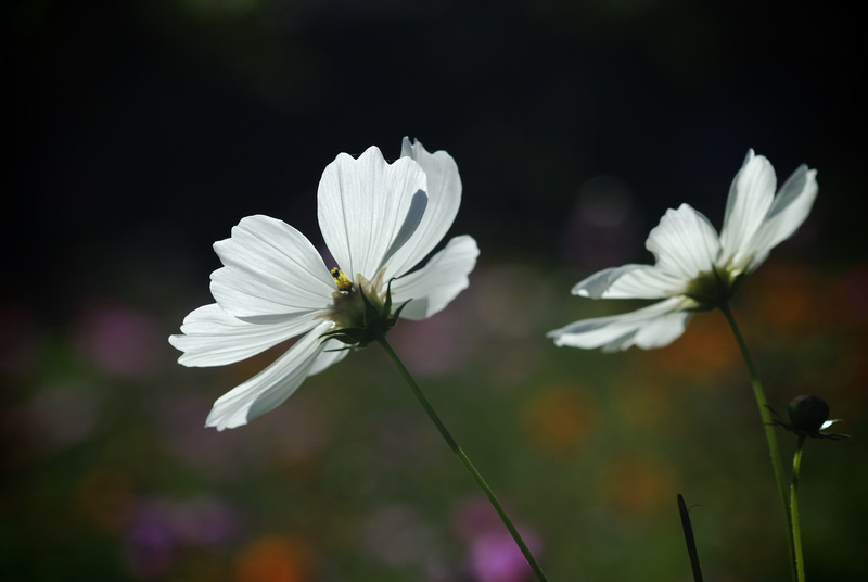 DSC_6835.jpg