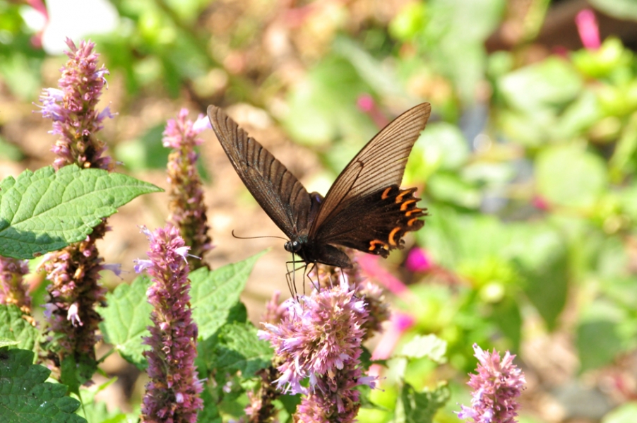 DSC_0111.jpg