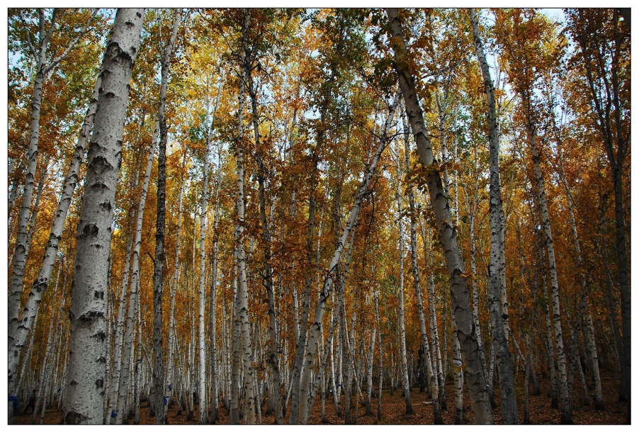 白桦林-3.jpg