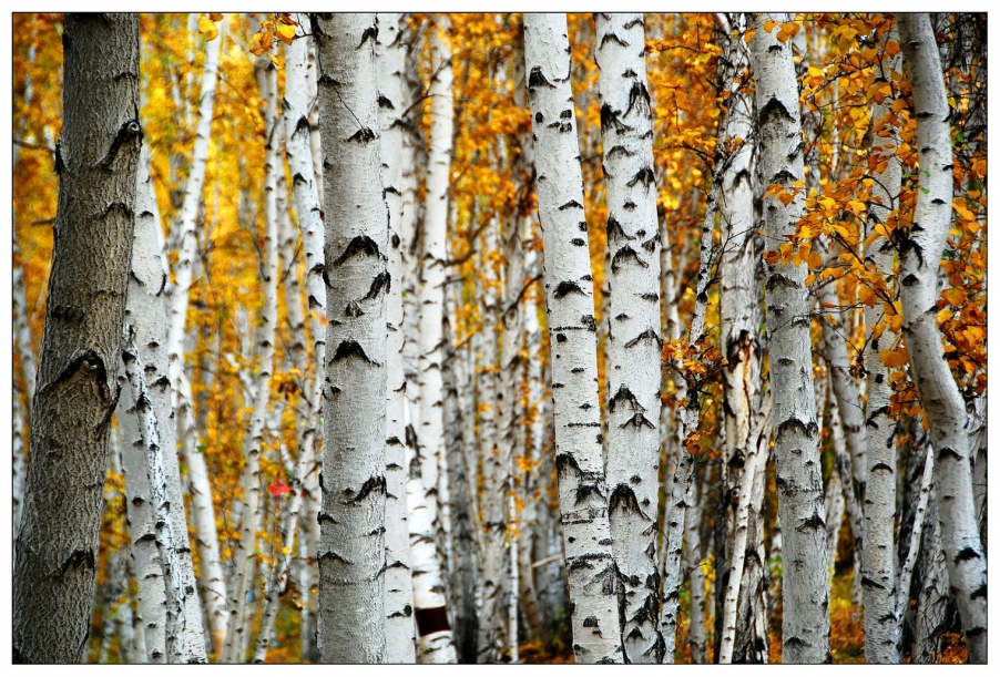 白桦林-9.jpg