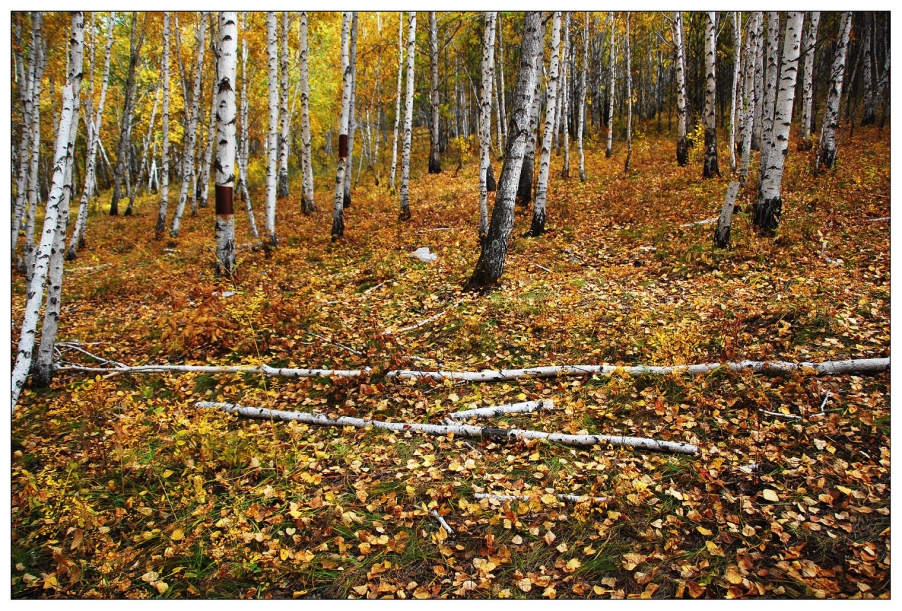 白桦林-13.jpg