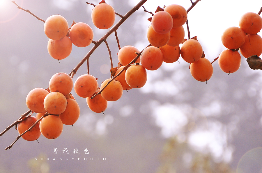 寻找秋色.jpg