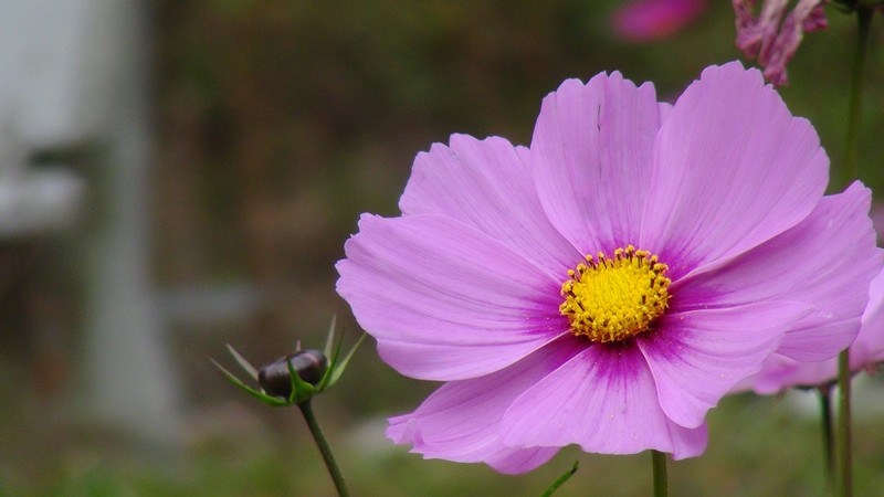 DSC00935_副本.jpg