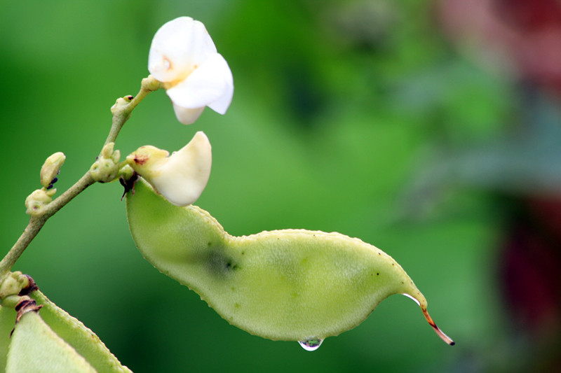 阆中 205_副本.jpg