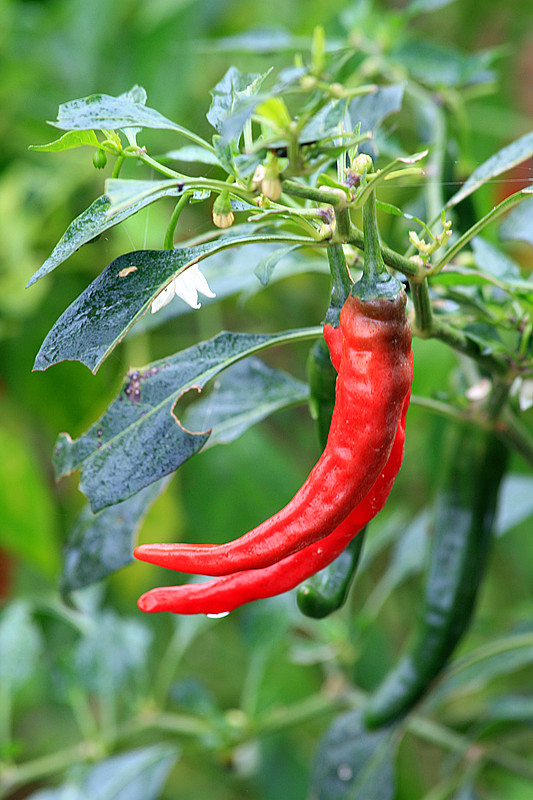 阆中 201_副本.jpg