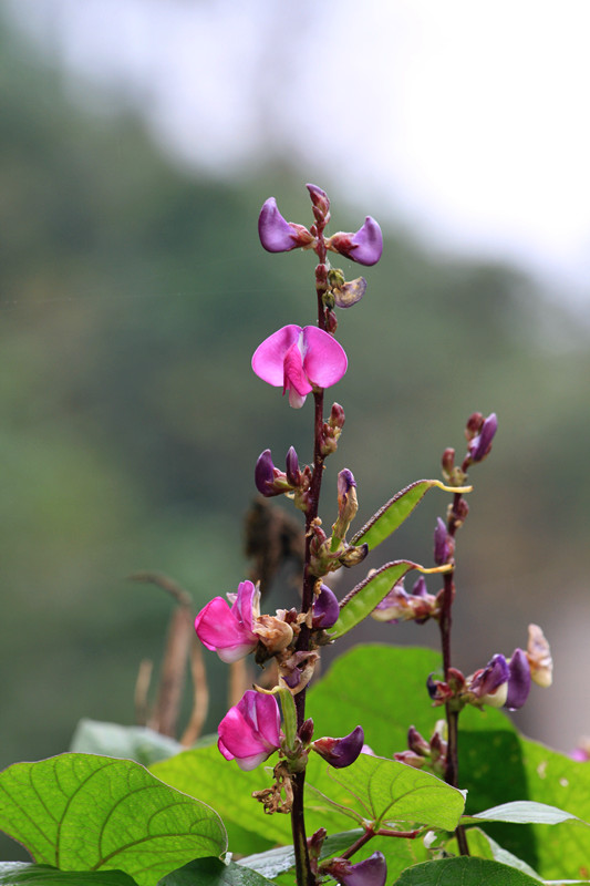 阆中 209_副本.jpg