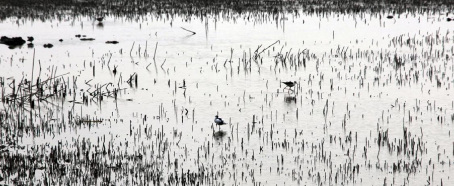 水上人家 (1).jpg