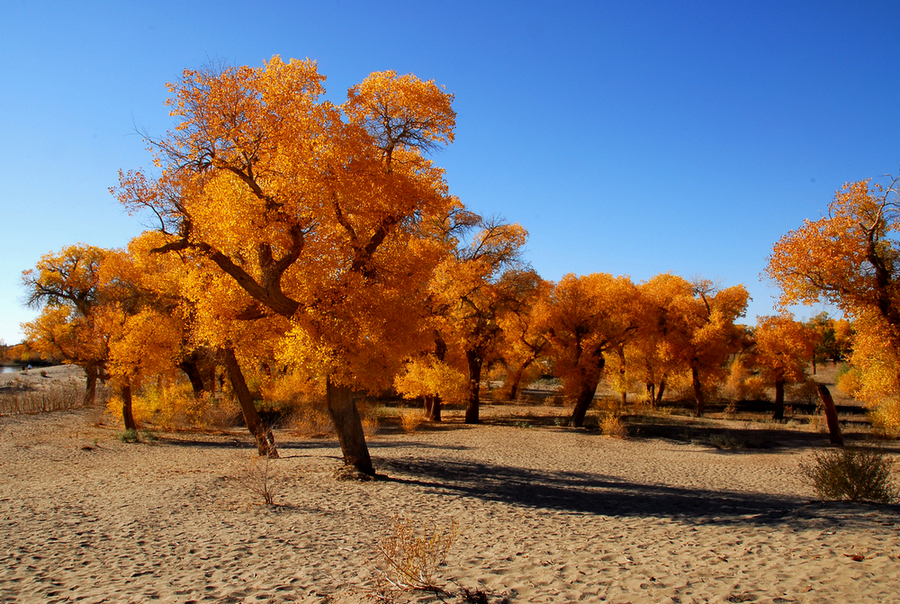 额济纳胡杨1.JPG