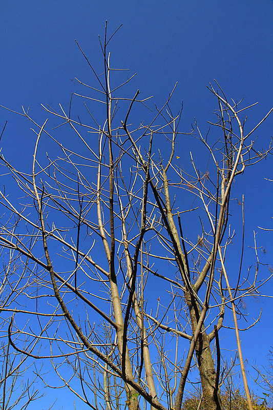 秦岭 064_副本.jpg